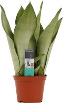 Hellogreen Kamerplant - Sanseveria Moonshine - 30 cm