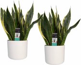 Hellogreen Kamerplant - Set van 2 - Sanseveria Superba - 40 cm - Elho B.For Soft wit