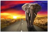Schilderij - Een olifant op de weg (zonsondergang)