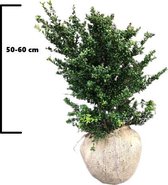 50 x Japanse hulst Convexa maat 50-60 cm (Ilex crenata 'Convexa')