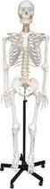 Anatomisch Skelet Freddie (zonder spierinserties) 180cm