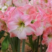 3 x Amaryllis | Hippeastrum | Cherry blossom | nieuwe oogst | grote bol | meerdere bloemstelen | vroegbloeier | grote bloemen