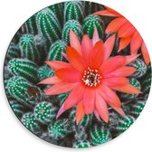 Dibond Wandcirkel - Rode Bloem Tussen Cactussen - 50x50cm Foto op Aluminium Wandcirkel (met ophangsysteem)