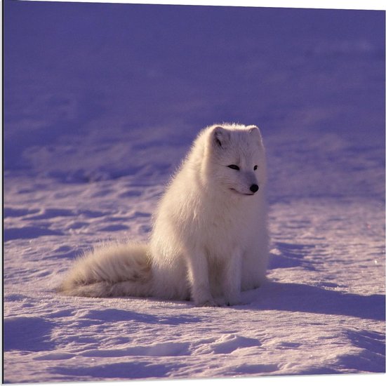 Dibond - Wolfje in de Sneeuw - 80x80cm Foto op Aluminium (Met Ophangsysteem)