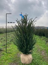 30 x Taxus Baccata 80-100 cm - 10 meter haag (3 planten per strekkende meter)