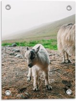 Tuinposter – Klein Baby Geitje - 30x40cm Foto op Tuinposter  (wanddecoratie voor buiten en binnen)