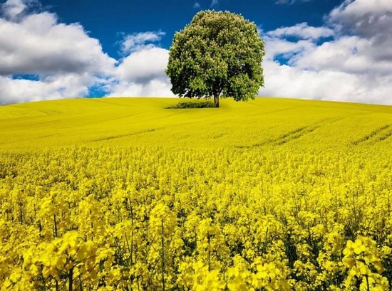 Koolzaadwas Pillar Blend 2,5 kg