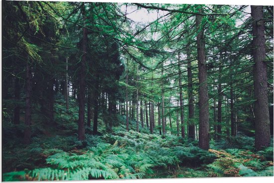 Dibond - Bos met Varens en Hoge Bomen - 90x60cm Foto op Aluminium (Met Ophangsysteem)