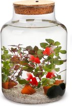 Waterworld Biodome - Aquarium met 4 Nep visjes en 5 Levende Aquarium Planten - Basic Glas XL - Ø 22 cm - Hoogte 33 cm