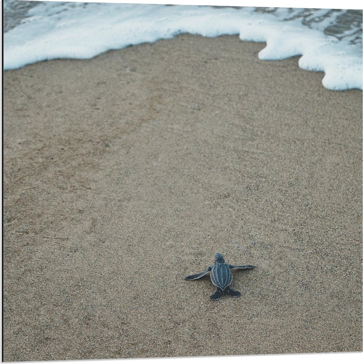 Dibond - Baby Schildpad op het Strand - 80x80cm Foto op Aluminium (Wanddecoratie van metaal)