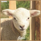 Lamb 2021 Wall Calendar