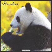 Pandas 2021 Wall Calendar