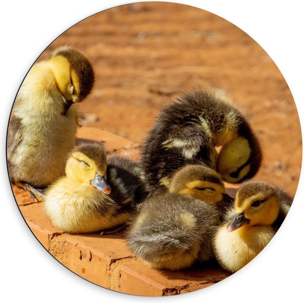 Dibond Wandcirkel - Baby Eendjes op Muurtje - 60x60cm Foto op Aluminium Wandcirkel (met ophangsysteem)