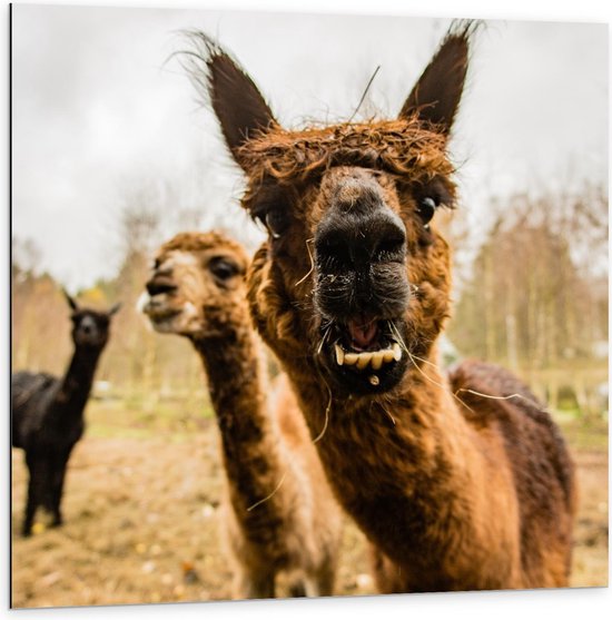 Dibond - Alpaca's in de Wei - 100x100cm Foto op Aluminium (Wanddecoratie van metaal)