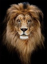 80 x 120 cm - glasschilderij - Glasschilderij - schilderij fotokunst dieren - leeuw -