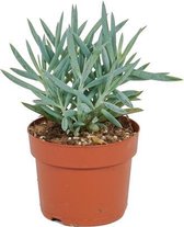 Kamerplant Senecio Curio Mount Everest - ± 25cm hoog – 12 cm diameter