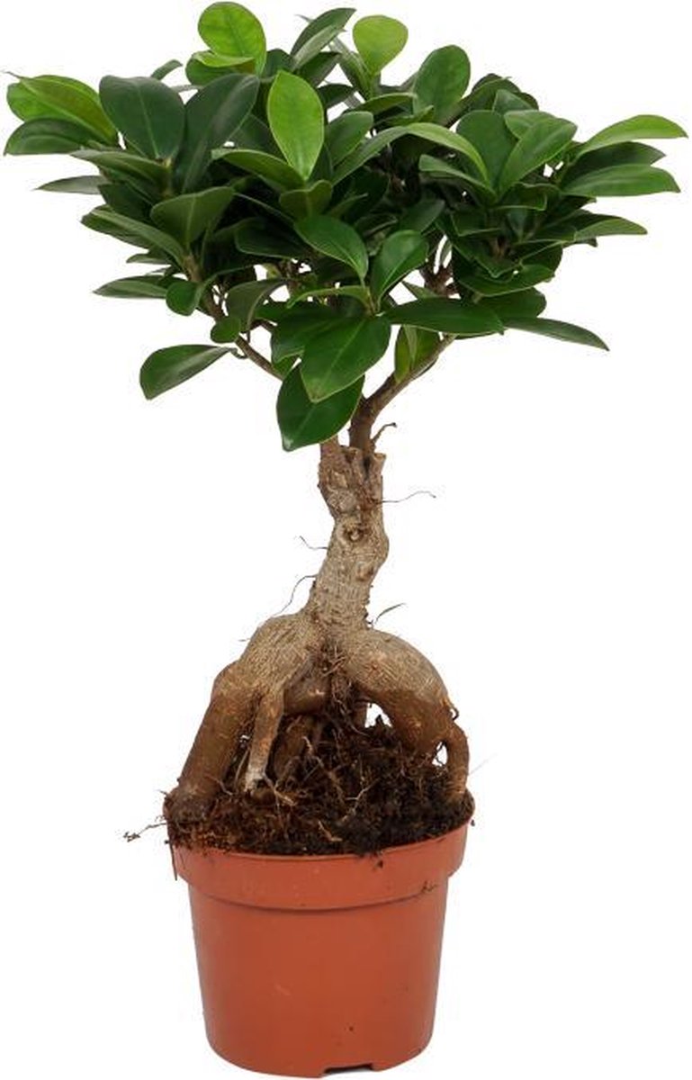 Kamerplant Ficus Ginseng Bonsai ± 30cm hoog 12cm diameter