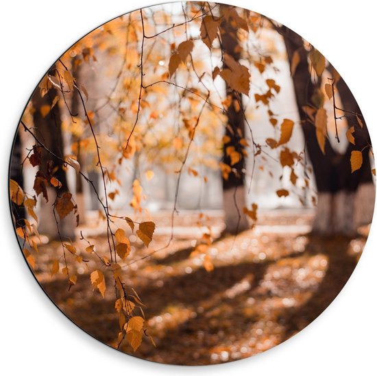 Dibond Wandcirkel - Herfstige Boom in het Bos - Foto op Aluminium Wandcirkel (met ophangsysteem)