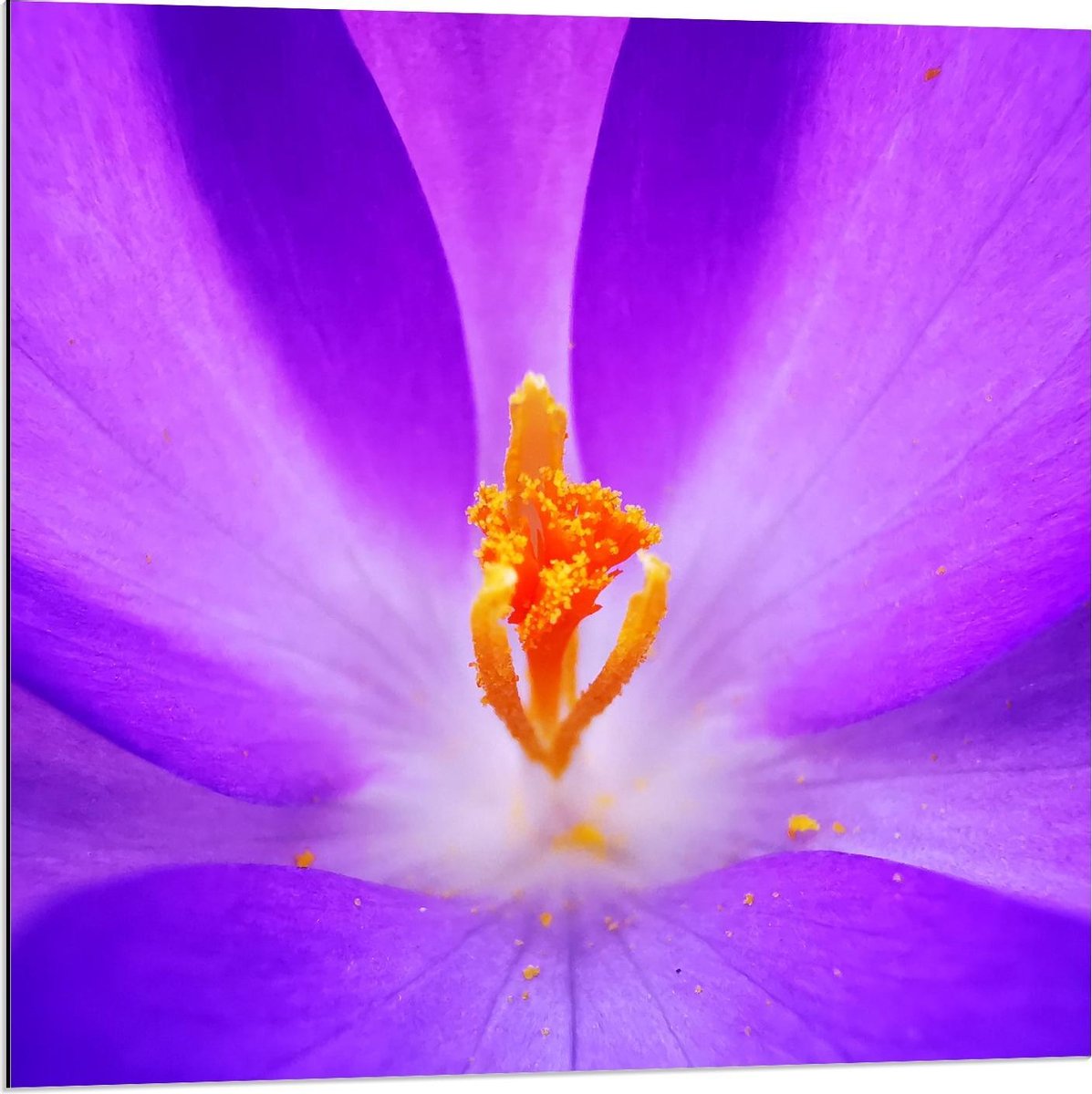 Dibond - Oranje Stamper van Paarse Bloem - 80x80cm Foto op Aluminium (Met Ophangsysteem)