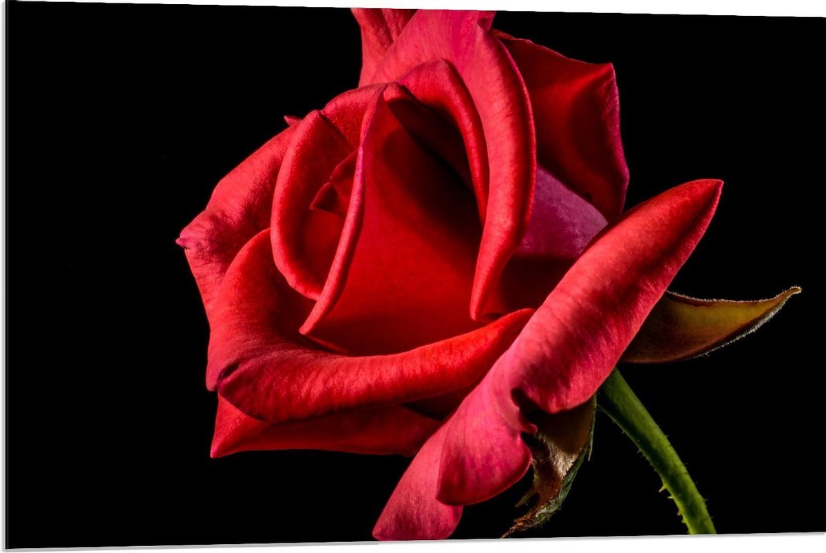 Dibond - Blackfoto van Rode Roos - 90x60cm Foto op Aluminium (Met Ophangsysteem) op Prijzenvolger.com