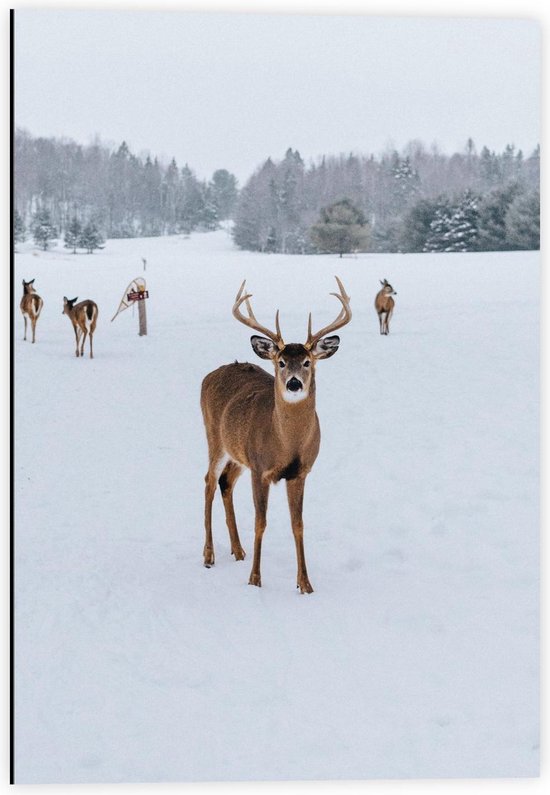 Dibond - Vier Hertjes in de Sneeuw - 40x60cm Foto op Aluminium (Met Ophangsysteem)