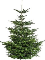 Echte Nordmann Kerstboom gezaagd - 175 tot 200 cm - Johan Kerstboom - Vers van eigen land.