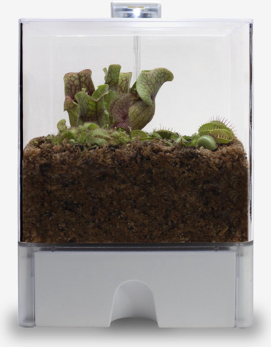 Vleesetende planten Terrarium Venus vliegenval Inclusief