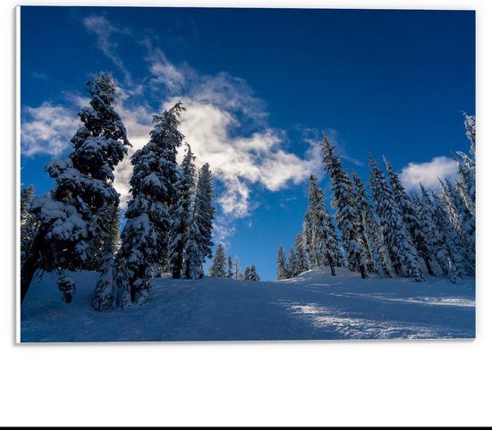 Forex - Blauwe Lucht met Besneeuwde Bomen - 40x30cm Foto op Forex