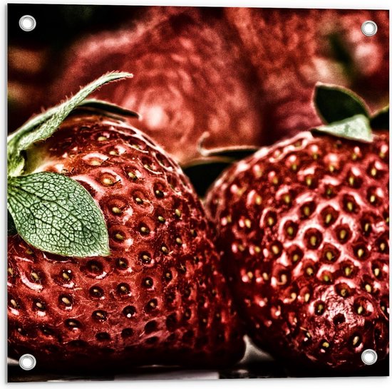 Tuinposter – Glanzende Rode Aardbeien - 50x50cm Foto op Tuinposter  (wanddecoratie voor buiten en binnen)