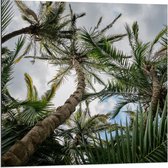 Dibond - Palmbomen met Blauwe Lucht - 80x80cm Foto op Aluminium (Wanddecoratie van metaal)