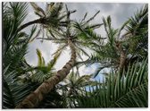 Dibond - Palmbomen met Blauwe Lucht - 40x30cm Foto op Aluminium (Wanddecoratie van metaal)