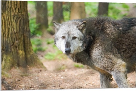 Forex - Wolf in de Bossen - 90x60cm Foto op Forex