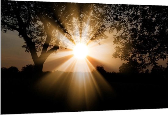 Dibond - Ondergaande Zon tussen de Bomen door - 150x100cm Foto op Aluminium (Met Ophangsysteem)