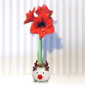 Amaryllis in wax »Touch of Gloss«, Rendier