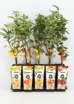 Fruitplanten mix Sierappels - set van 5 verschillende bijzondere Sierappels -  hoogte 60-70 cm