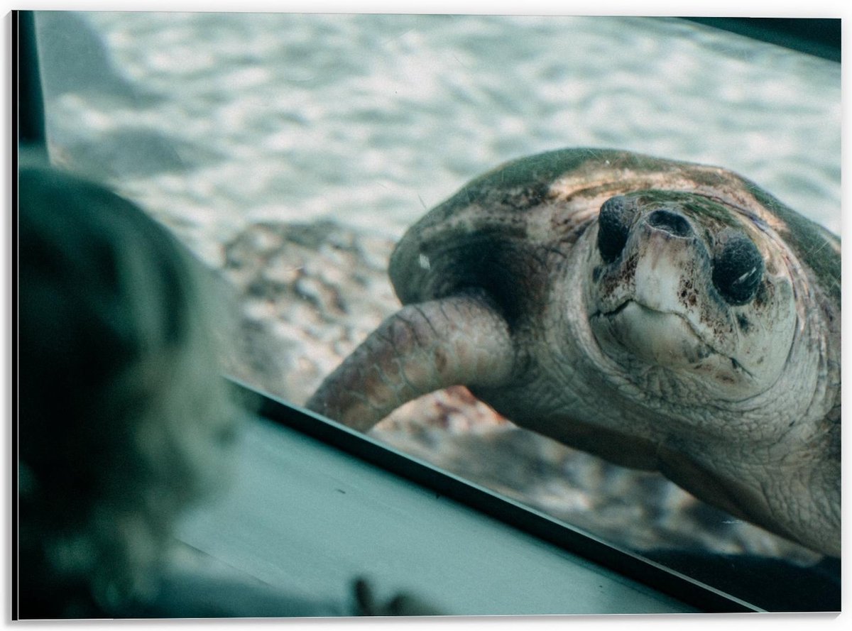 Dibond - Schildpad in Aquarium - 40x30cm Foto op Aluminium (Wanddecoratie van metaal)