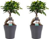 Kamerplanten van Botanicly – 2 × Chinese vijg met grijze sierpot als set – Hoogte: 30 cm – Ficus Gin Seng