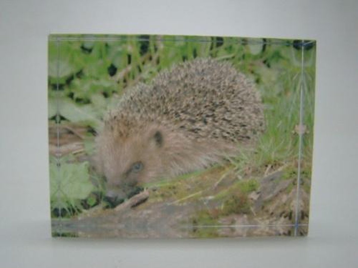 Glasblokje egel met foto - 8 cm - geschenkverpakking - glazen decoratie