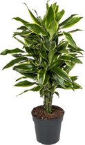 Dracaena Gold Coast 90 cm