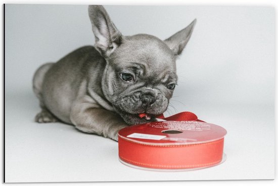 Dibond - Grijs Hondje met Rood LIntje - 60x40cm Foto op Aluminium (Met Ophangsysteem)