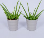 Kamerplant Aloe Vera - 2x Aloe Vera in grijze pot - 12cm diameter - +/- 25cm hoog (inclusief pot)