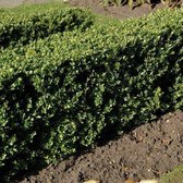 12 x Ilex Crenata 'Dark green' - Japanse Hulst in 9x9cm pot met hoogte 5-10cm