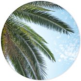 Behangcirkel Palmboom Bladeren zelfklevend 90cm doorsnede | wandcirkel | muurcirkel | wooncirkel