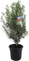 Olea Europaea bush | Olijfboom