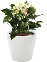 Anthurium wit in watergevende Classico wit | Flamingoplant