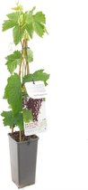 Druivenstruik - Vitis vinifera 'Heike' - Rode pitloze druif - zoete vruchten - hoogte 60 cm - potmaat Ø11cm