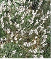 12 x Lavandula intermedia 'Edelweiss' - Witte Lavendel in 9x9cm pot