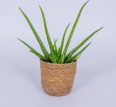 WL Plants - Aloe Vera - Aloe Vera Plant - Kamerplanten - Vetplant - Succulent - Gemakkelijk Te Verzorgen - ± 35cm hoog - 12cm diameter - in Bruine Mand