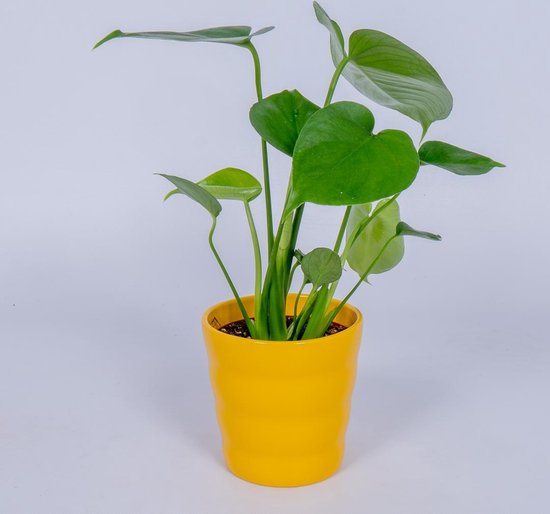 Bol Com Monstera Deliciosa Kamerplant 40cm Hoog In Gele Pot