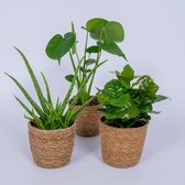 WL Plants - Set van 3 - Kamerplanten - Aloe Vera, Monstera & Coffea Arabica - Monstera - Koffieplant - Kamerplanten - Luchtzuiverende Kamerplanten - 12cm diameter - In Bruine Mand
